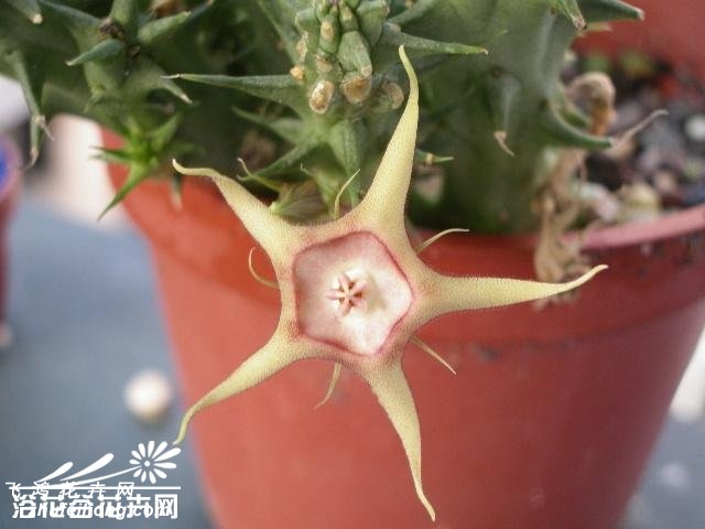 Huernia verekeri var. verekeri