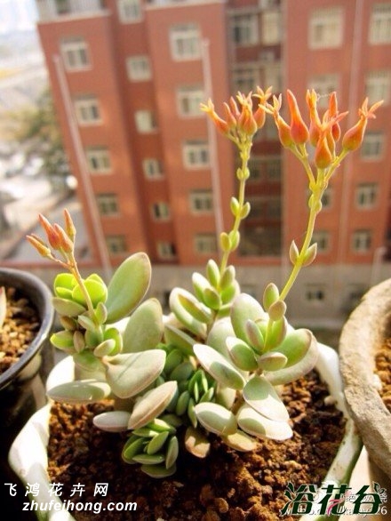 СԲ(Kalanchoe rotundifolia)ֲ