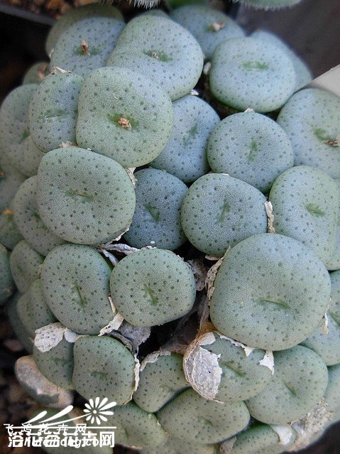 Conophytum flavum ssp. flavum