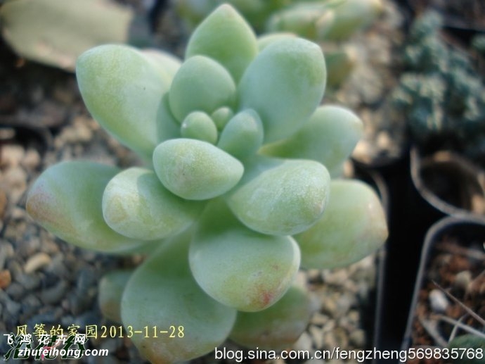 ʹ֮(Sedum treleasei)