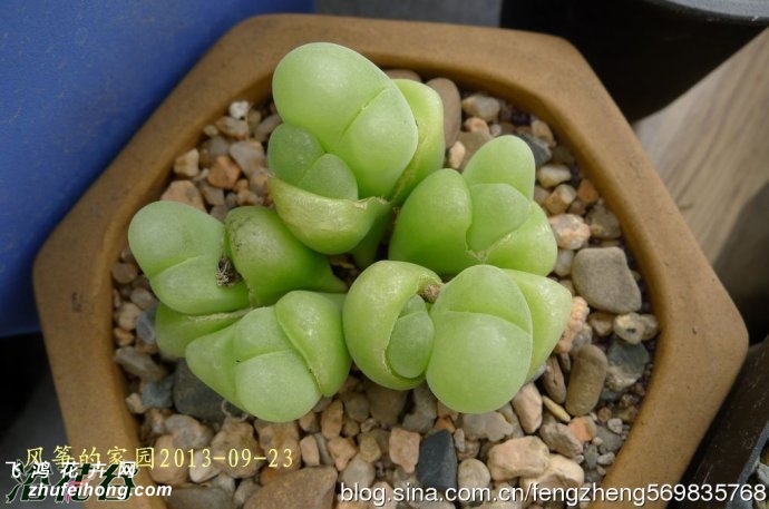 Gibbaeum cryptopodium