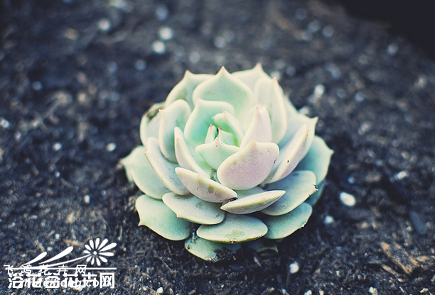 ¶Echeveria lola