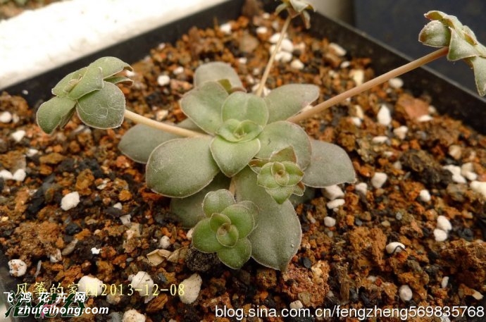 Crassula orbicularis