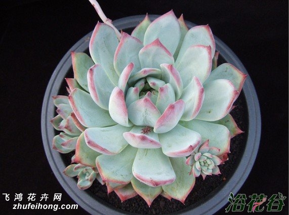 Echeveria colorata