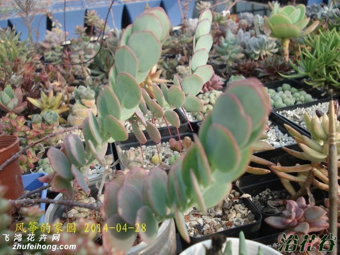 ׼֮Kalanchoe marnieriana