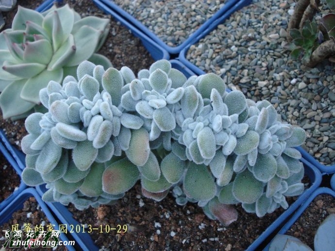 ѩ׺Echeveria Frosty Cristate