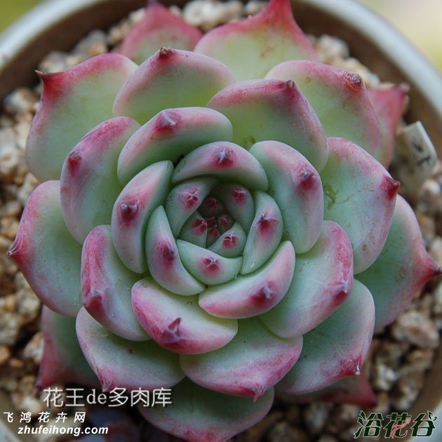 Echeveria colorata