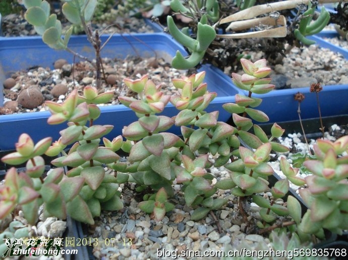 Ů(Crassula brevifolia)ͼƬ