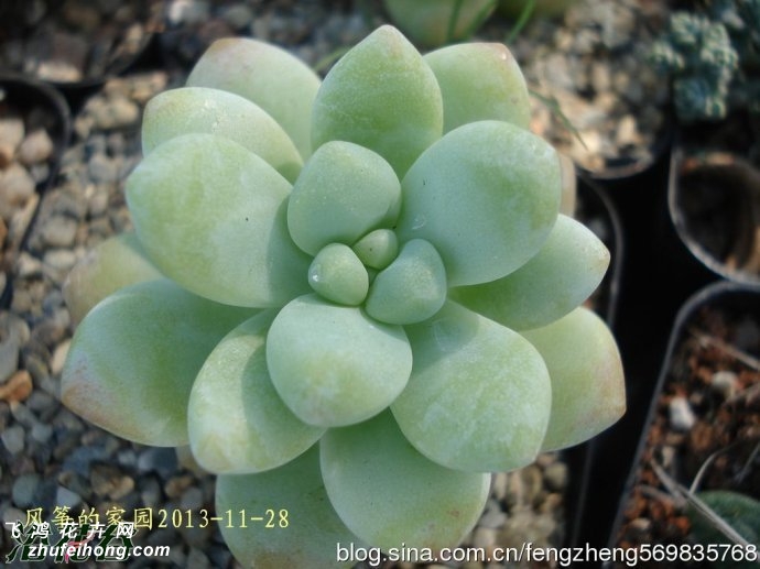 ʹ֮(Sedum treleasei)