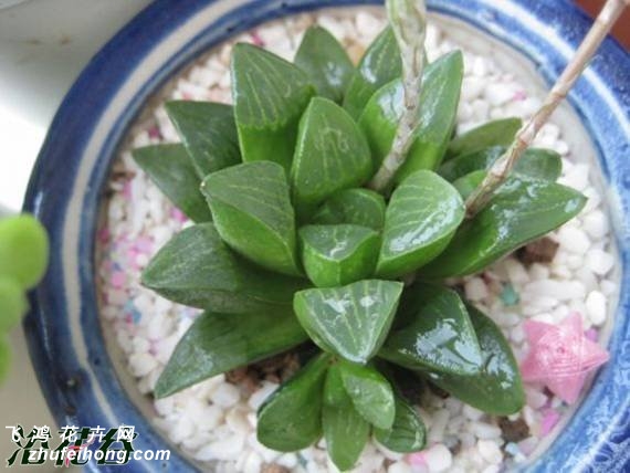 (Haworthia retusa)