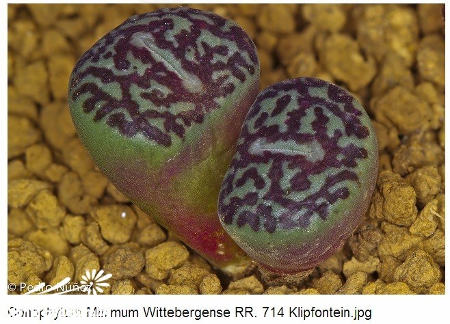 Conophytum minimum wittebergense