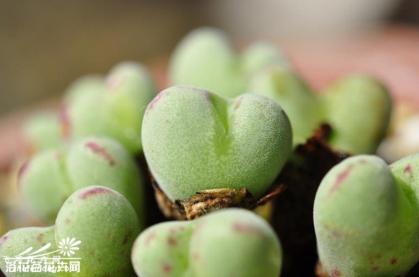 ڵConophytum luiseae