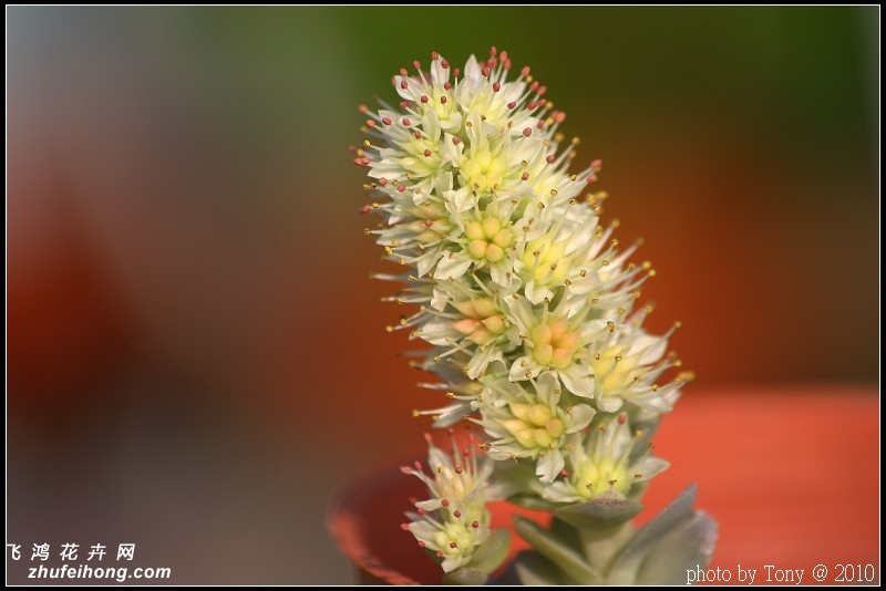 Orostachys furusei