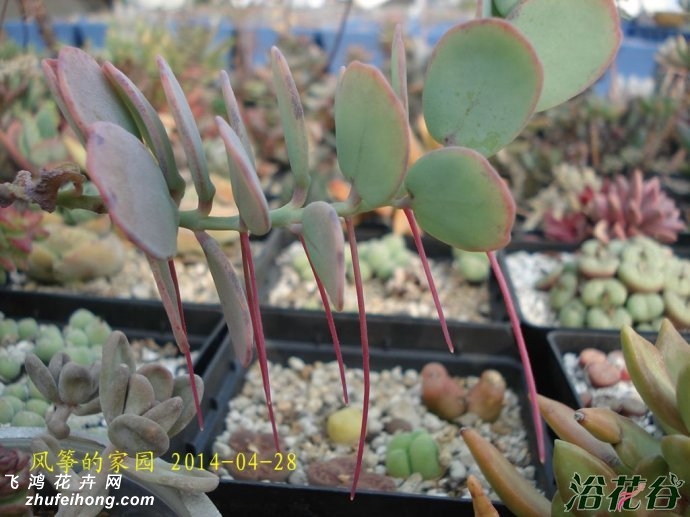 ׼֮Kalanchoe marnieriana