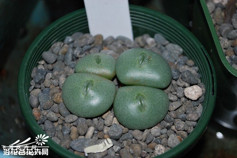 Conophytum flavum