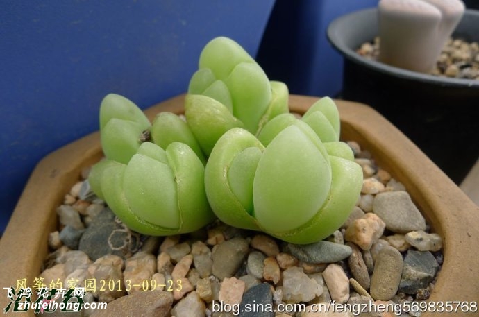 Gibbaeum cryptopodium