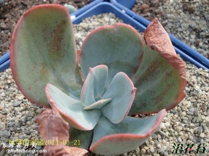 Echeveria gigantea