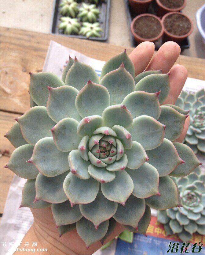 Echeveria lindsayana