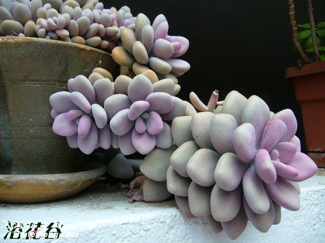 ֮Graptopetalum amethystinum