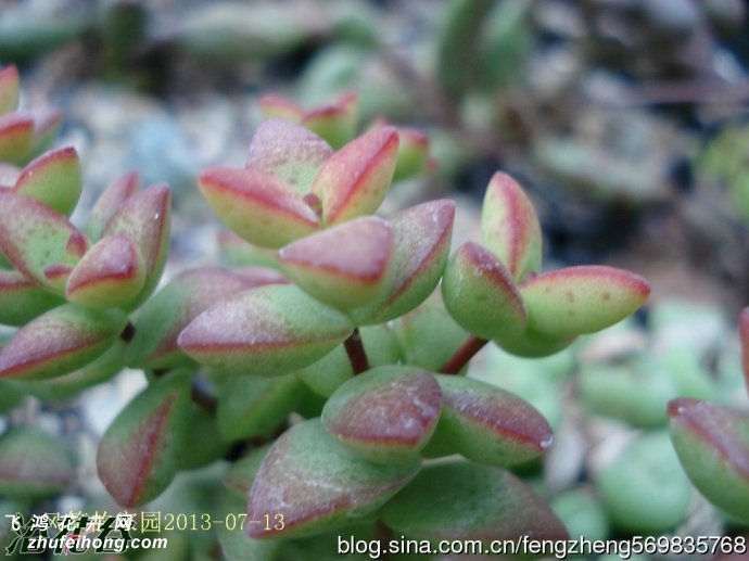 Ů(Crassula brevifolia)ͼƬ