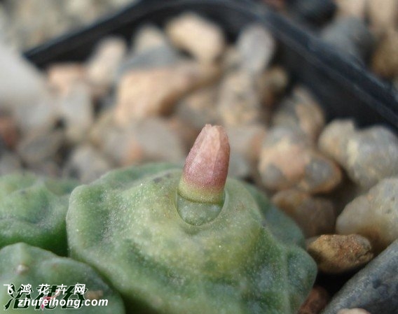 conophytum angelicae