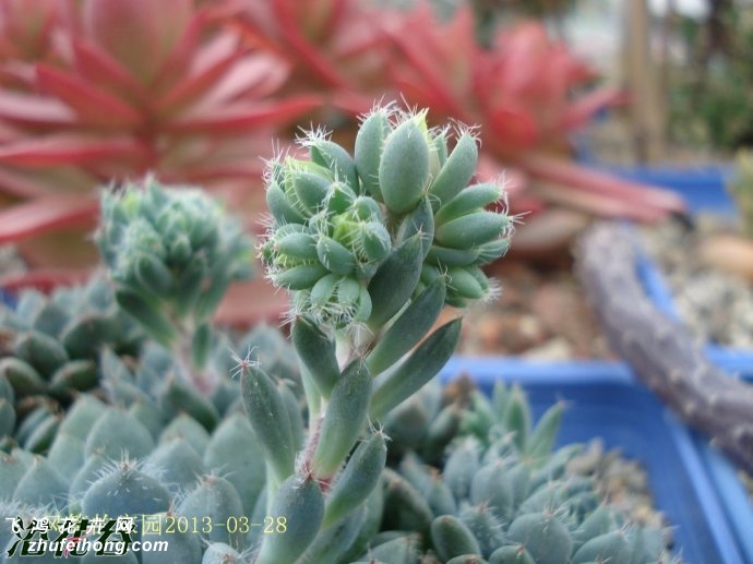 СEcheveria setosa v. deminuta