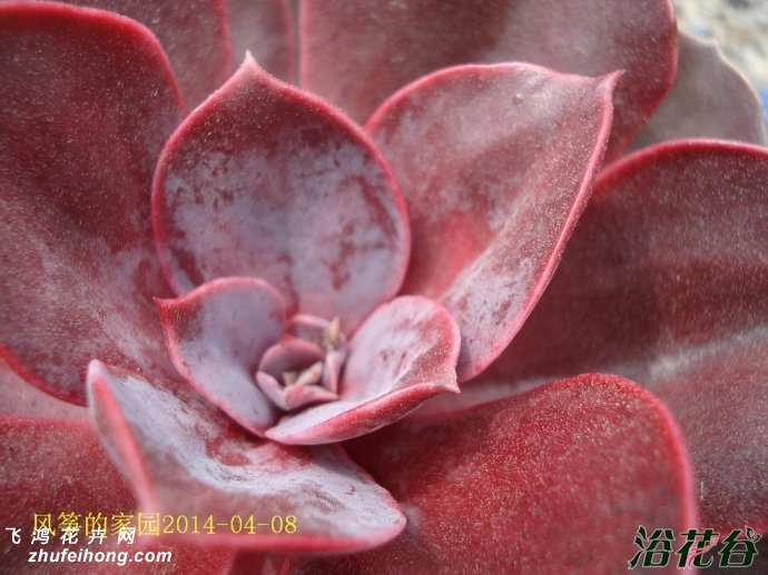 챦ʯEcheveria Magic Red