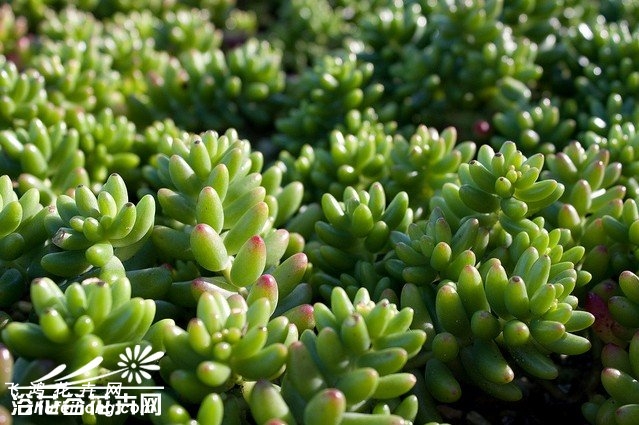 ֮Sedum rubrotinctum