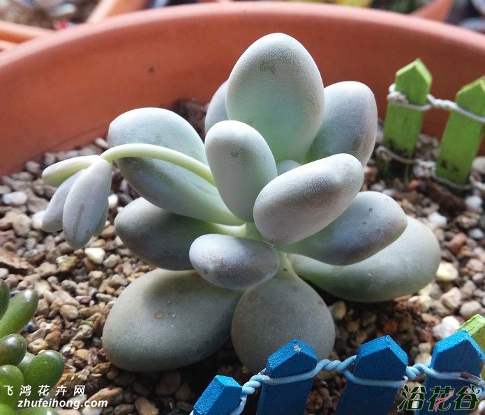 Pachyphytum oviferum