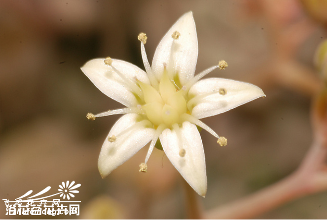 Graptopetalum mendozae