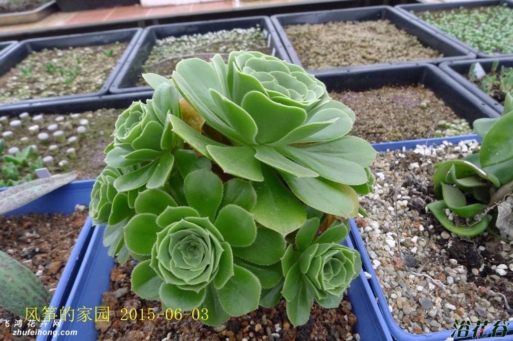 ̷ʦAeonium arboreum cv.