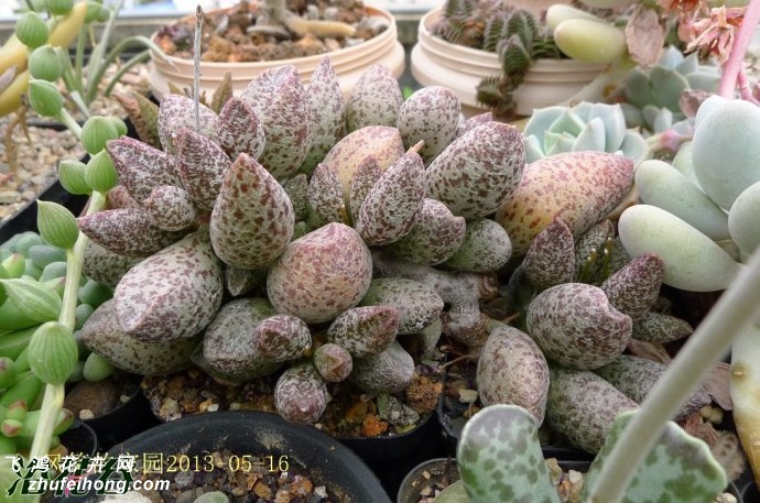 Adromischus marianae