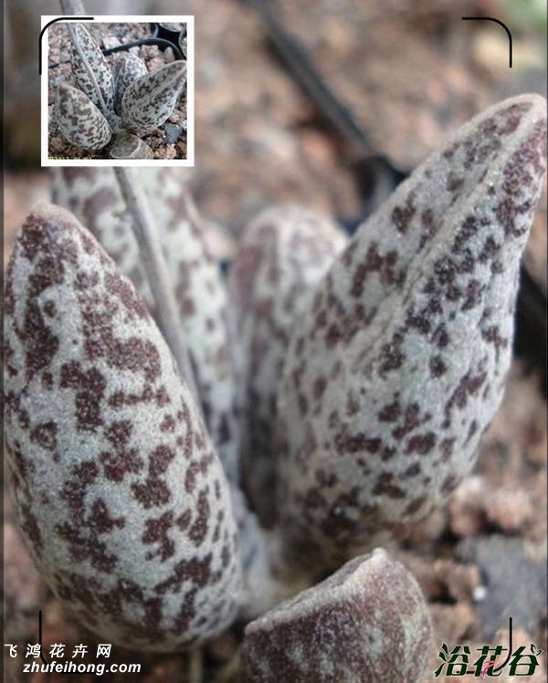 ˮAdromischus marianae v