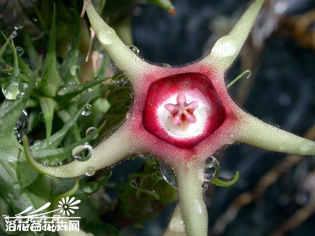 Huernia verekeri