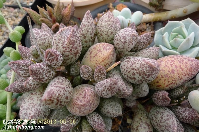 Adromischus marianae