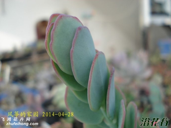 ׼֮Kalanchoe marnieriana