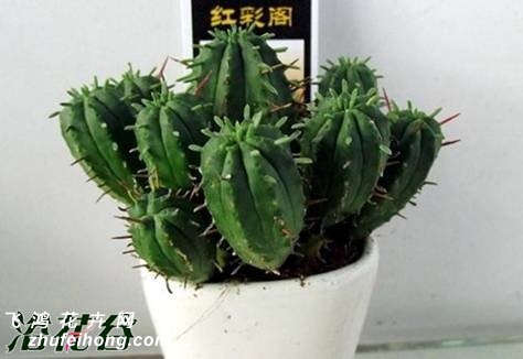 ʸ(Euphorbia enopla Boiss.var.enopla)