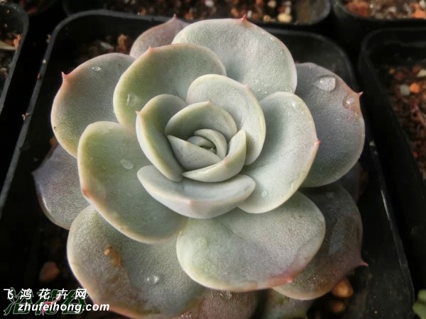 ɫϲEcheveria Blue Surprise