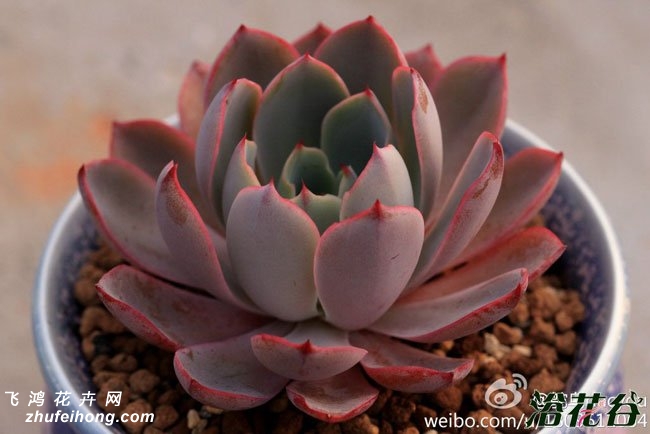 Echeveria Hera