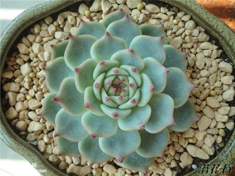 Echeveria lindsayana