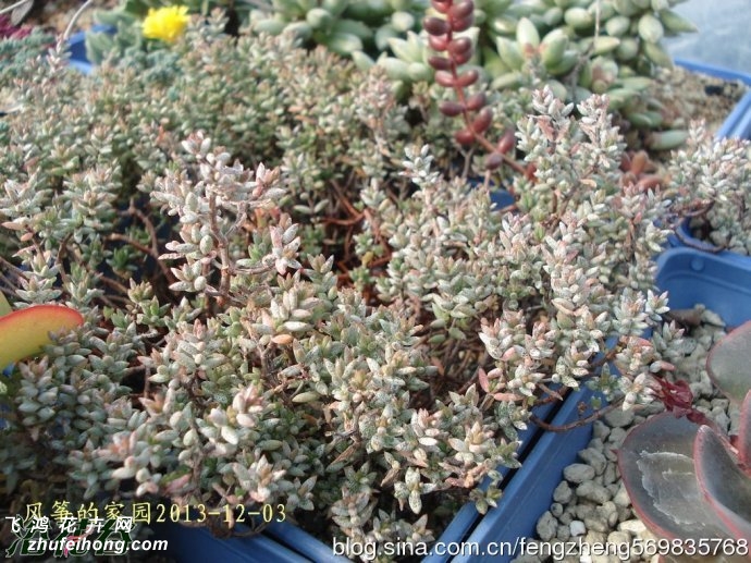 ŵɯCrassula pruinosa