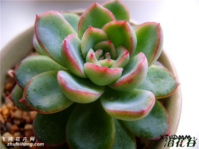 Ӱ Echeveria albicans