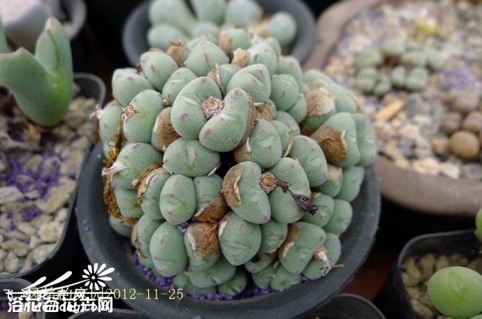 ڵConophytum luiseae