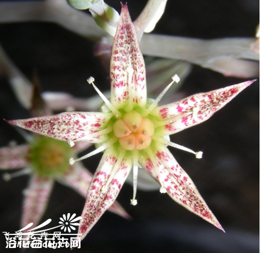 Graptopetalum bartramii