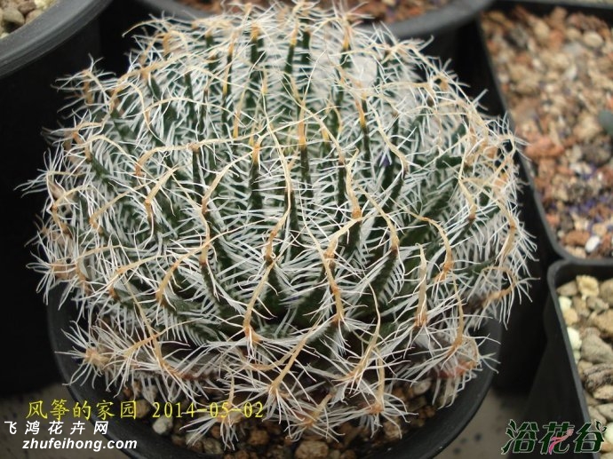 ĵHaworthia arachnoidea var. scabraspina