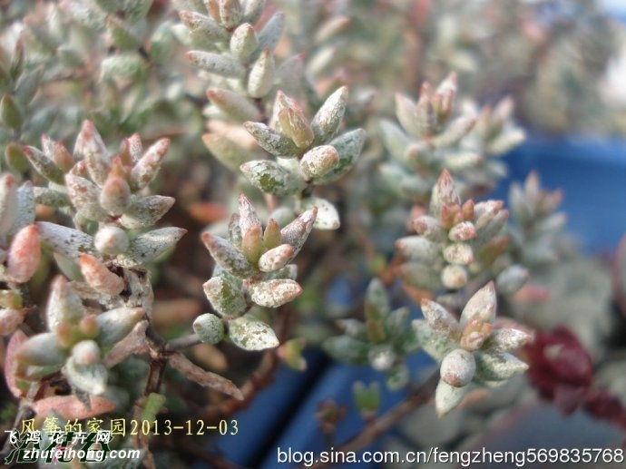 ŵɯCrassula pruinosa