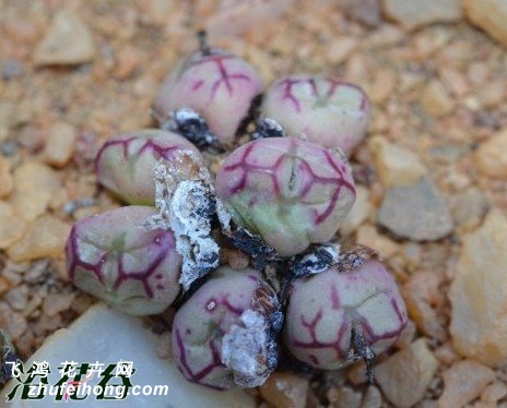 Conophytum violaciflorum