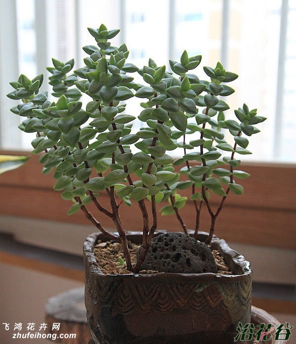 ǣţCrassula rupestris