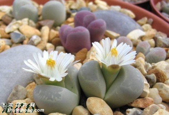  C081 Lithops optica