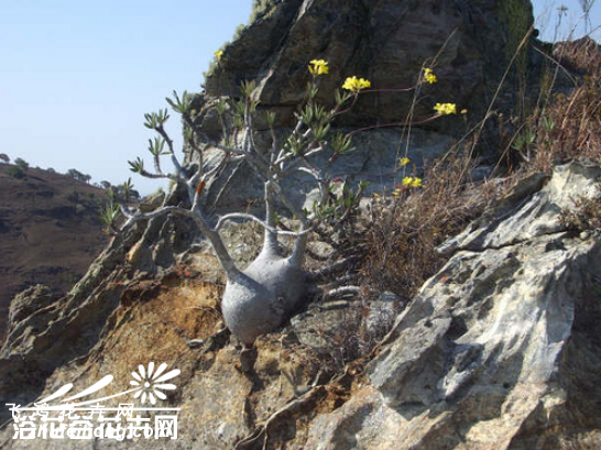 Pachypodium rosulatum var. gracilius